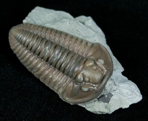 Flexicalymene Trilobite From Indiana #5527